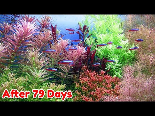 USE LIQUID FERTILIZER - STEP BY STEP AQUASCAPE DUTCHSTYLE