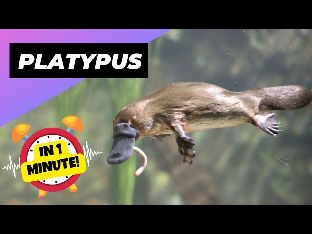 Platypus - In 1 Minute!  A Cute Animal That Can Actually Kill You | 1 Minute Animals