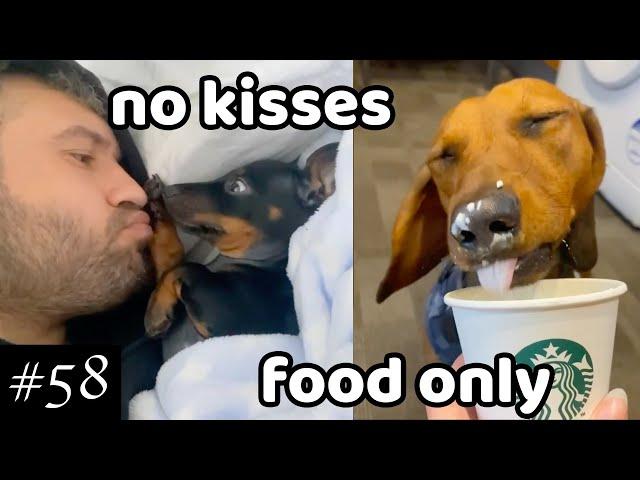 Dachshund Compilation - TOP Videos