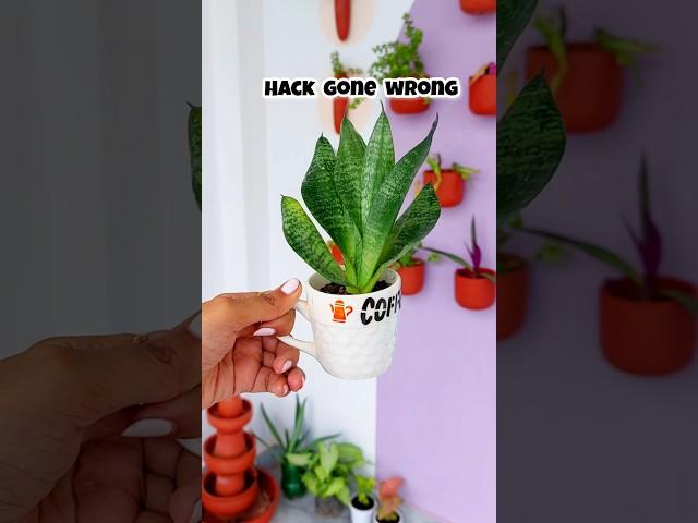 Hack Gone Wrong???  #diy #craft #plants #art