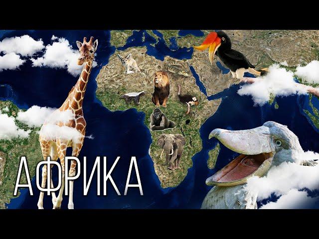Mainland Africa: The Cradle of civilization | Interesting facts about the African continent
