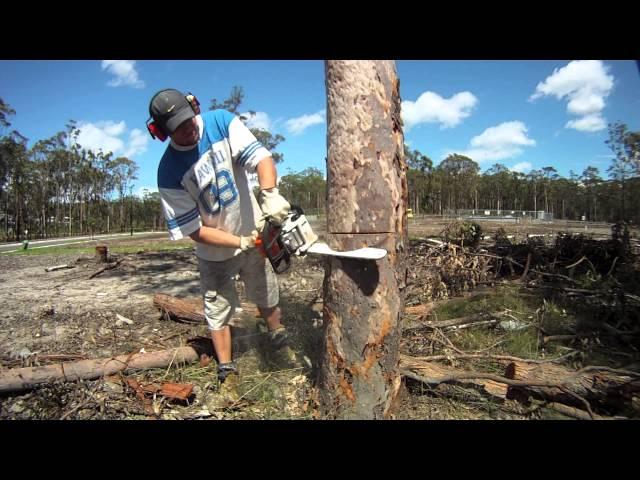 Stihl MS170 Mini Boss chainsaw cold start and review