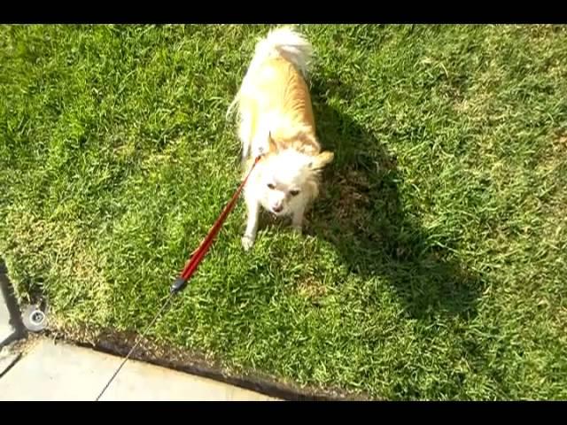 I don't want to walk