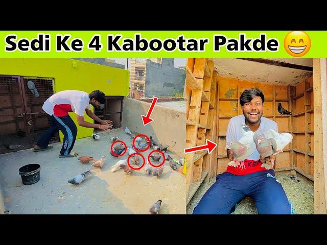 Aaj Sedi Ke 4 kabootar Pakde | सेदी के 4 कबूतर पकड़े ️| Maja Aagya Aaj ️