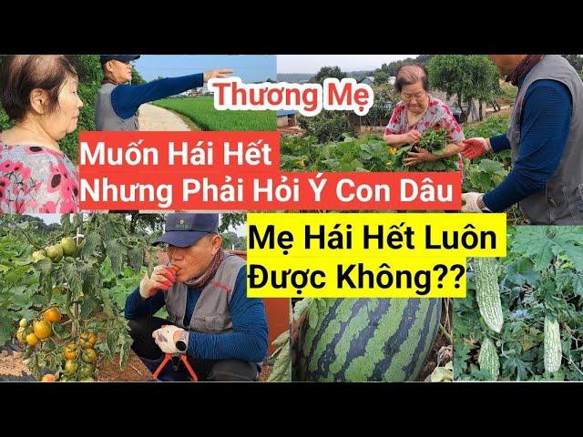 741# Mẹ Chồng Phải Hỏi Ý Con Dâu Để Hái Hết Đọt Bí Đem Lên Thành Để Giành Ăn Dần, Cùng Mẹ Đi Ruộng