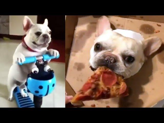 Подборка милых видео французского бульдога | Bulldog funny videos