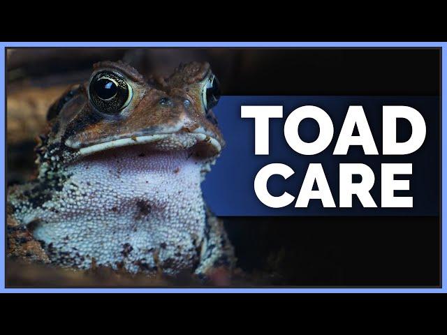 Complete American Toad Care Guide