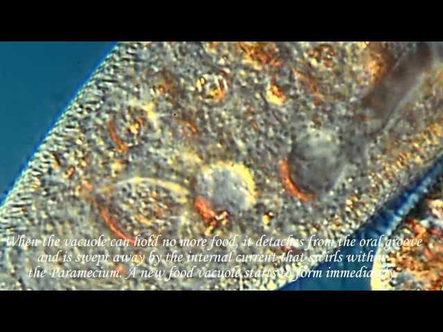 How a Paramecium Eats!