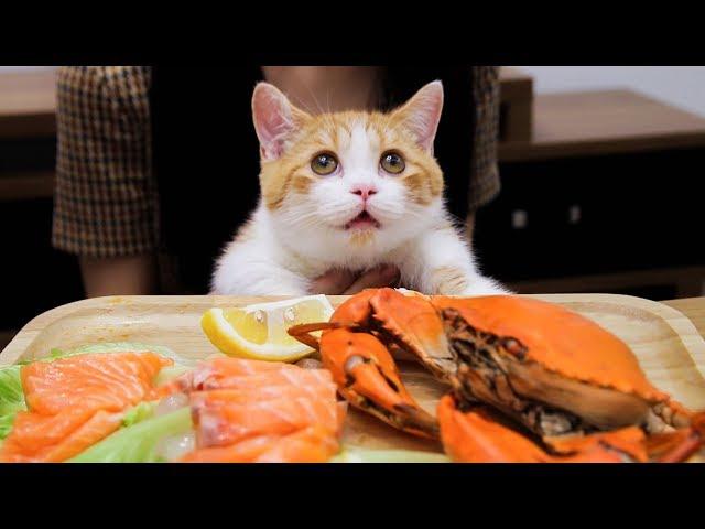 Jupi is live eating seafood again! A cat from a rich family! | SanHua Cat Live