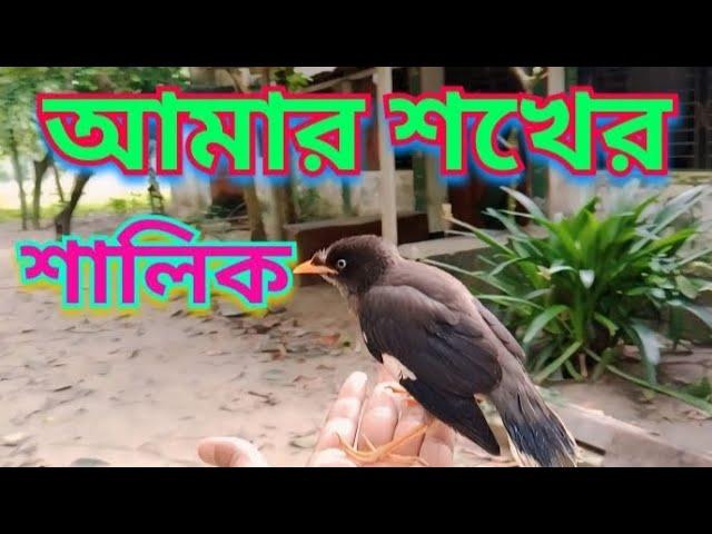 Birds Story #birds #animals #trending #pet