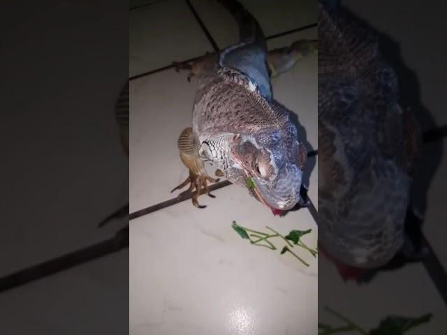 Can Green Iguanas Eat Mulberry Leaves?