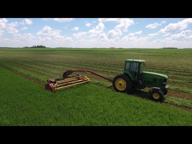 Cutting Alfalfa Hay