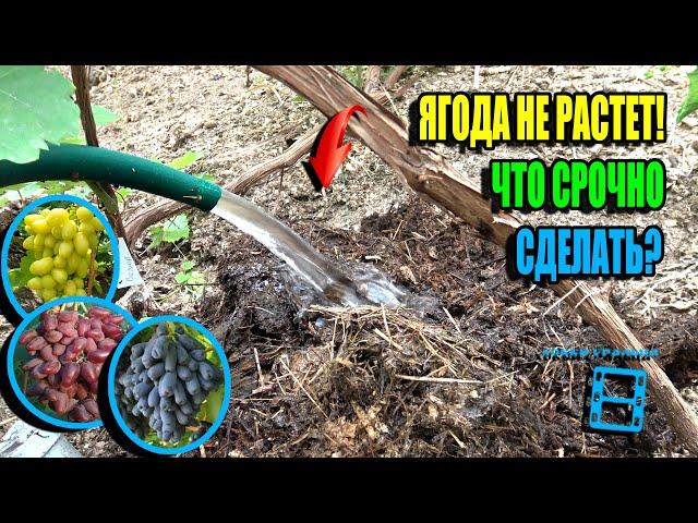 ЛУЧШАЯ ПОДКОРМКА ВИНОГРАДА ПОСЛЕ ЦВЕТЕНИЯ, ИНАЧЕ ЯГОДА ОСТАНОВИТ РОСТ. СЕВЕРНЫЙ ВИНОГРАДНИК 25-23