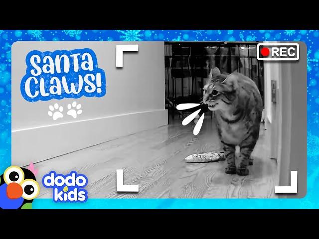 Santa Cat Loves Giving Gifts To Her Family | Dodo Kids | Happy Holidays