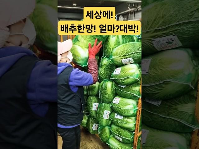 굿! 해남 배추 한망 가격 대박! #배추 #김치 #물가 #폭락 #시장 #food #반찬