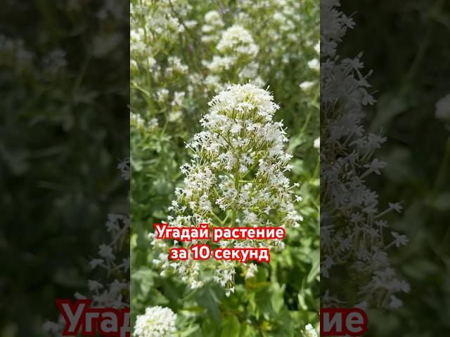 Угадай растение за 10 секунд #ботаника #загадки #цветы #природа #garden #botanical #сад #растения