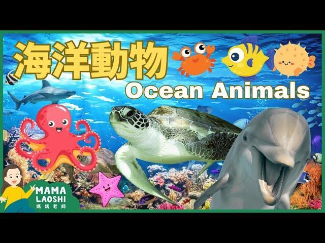 5 OCEAN ANIMALS for Kids in CHINESE 海洋動物【海豚 海龜 章魚 水母 珊瑚】| Animal Science  Vocab for Kids 幼兒科普短片