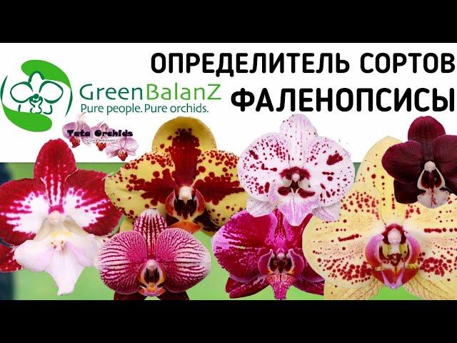 Орхидея ФАЛЕНОПСИС | ОПРЕДЕЛИТЕЛЬ СОРТА | Orchid Phalaenopsis. Qualifier of a grade. орхидеи orchids