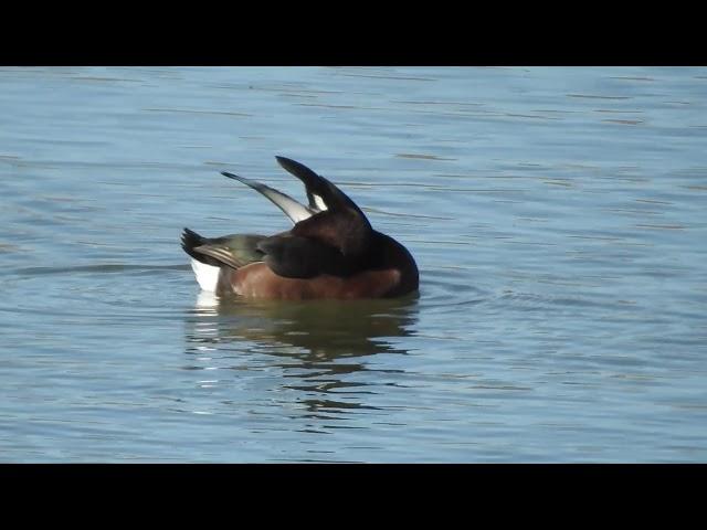 Ferruginous Duck (Aythya nyroca) observed a few steps from Rome.