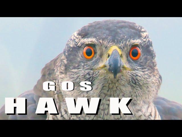 Birds of prey - Northern GOSHAWK