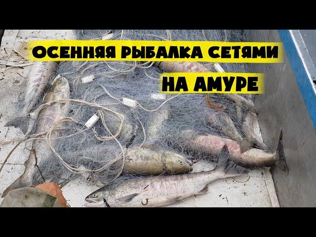Осенняя рыбалка на Амуре Сплавными сетями. Лов кеты