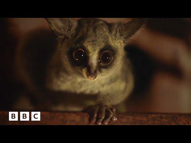 Bushbabies battle over a banana  | Big Little Journeys - BBC