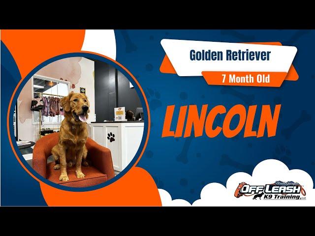 Golden Retriever's Amazing Transformation: From Leash Pulling to Off-Leash Obedience | OLK9 North