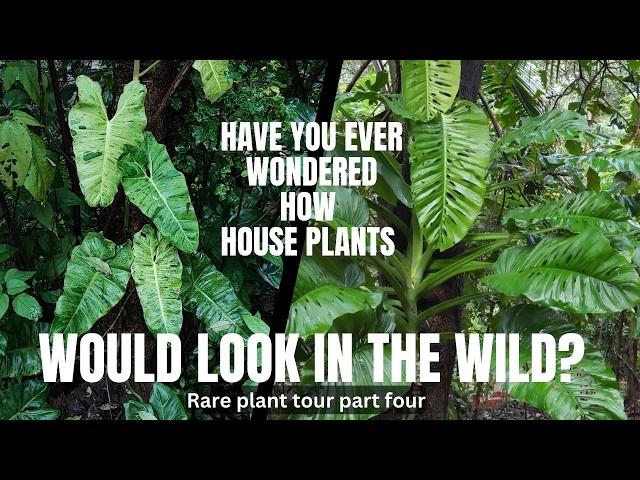 Walking tour around our TROPICAL RAINFOREST garden and spice farm with houseplants GONE WILD!