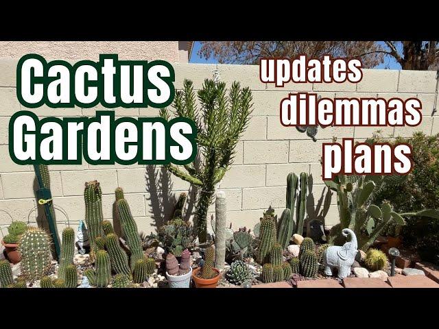 My Cactus Gardens in Spring: updates, dilemmas and plans