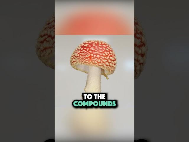 What is Amanita Muscaria () Really Used For?