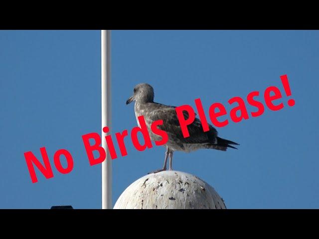 No Birds Allowed!