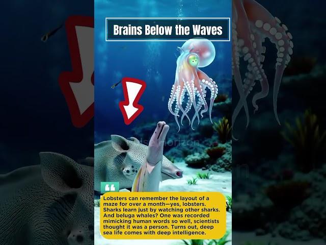 Lobsters Remember Mazes?! Sea Animal Intelligence Will Blow Your Mind!