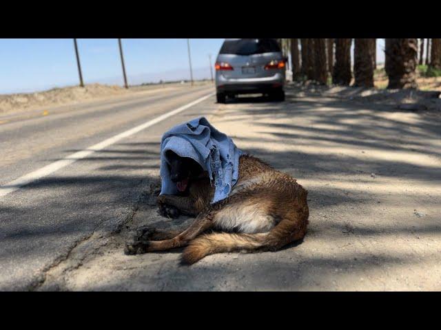 Belgian Malinois Rescued From 114 Degree Heat