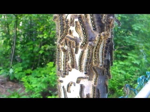 forest tent caterpillar virus outbreak - part 1