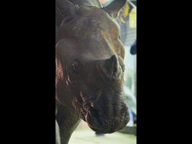 Unsere lebende Welt | Ein Nashorn spaziert durch eine Stadt | Netflix