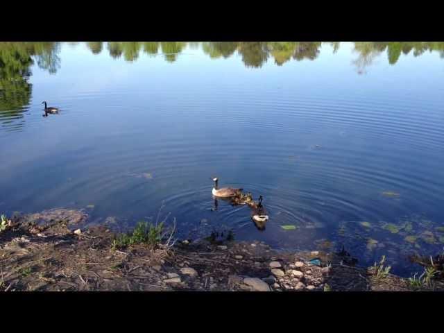 Duck Picnic