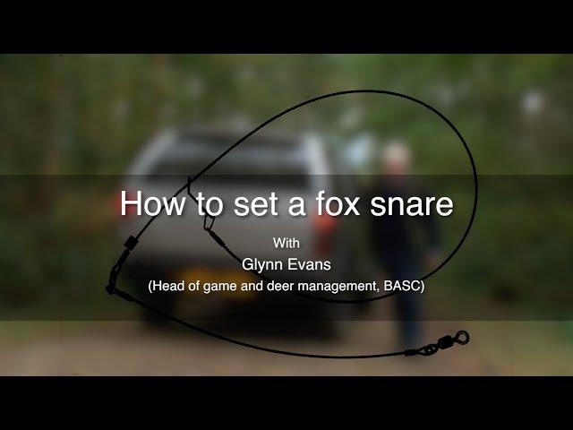 How to set a fox snare