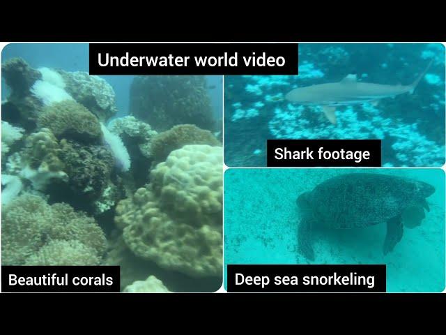 Underwater world video | See shark for the first time | Beautiful corals | Deep sea snorkeling