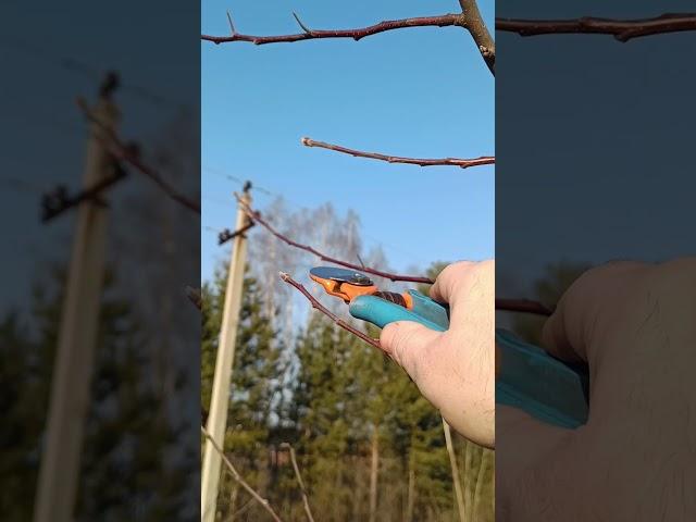 ЦИКЛИЧЕСКАЯ ОБРЕЗКА ЯБЛОНИ #яблоня #обрезка #сад
