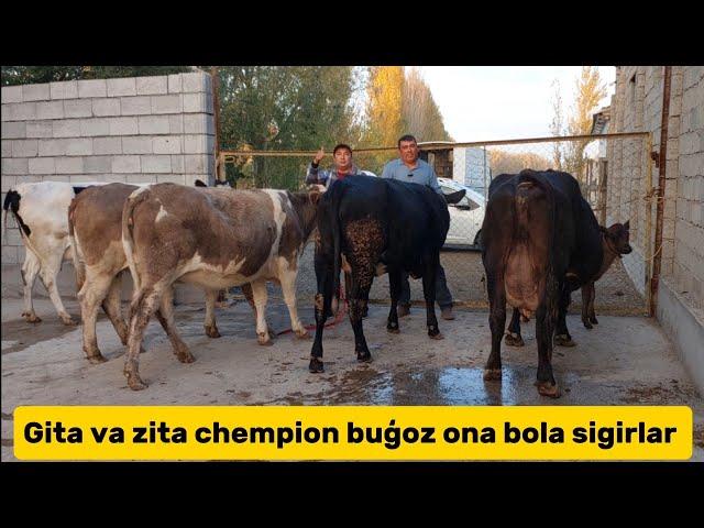 Buģoz ona bola chempion sigirlar +99894.553.00.76+99893.040.84.70 sõraganlarga kech qolmang