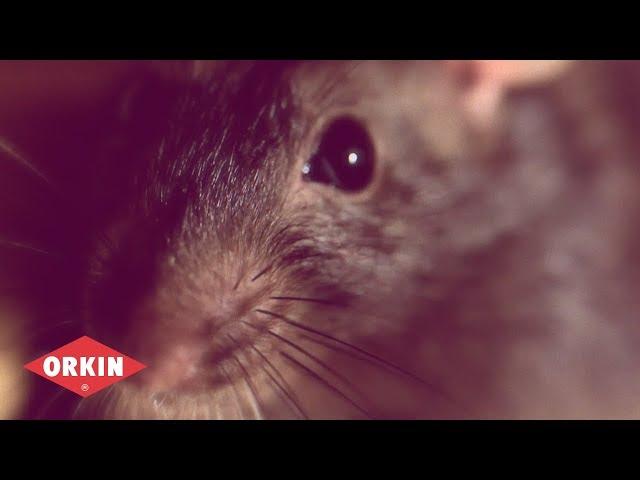 What's the Worst Rat Infestation You've Ever Seen? - Orkin Pest Control