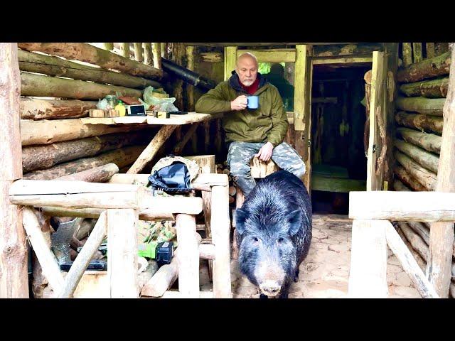 Невероятная дружба: дикий кабан строит мой хутор в лесу | bushcraft.