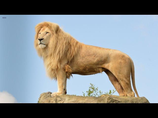 Big Cats Of The Timbavati - The King's Pride (Wildlife Documentary) HD