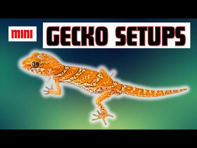 MINI Gecko?   Here's how to do a Baby Setup