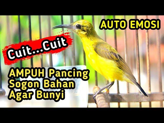 Pancingan Sogon Agar Bunyi dan emosi, Sogon Bahan Auto Nyaut dan Cepet Rajin Bunyi