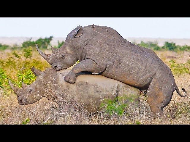 Rhinos Mating in Front of Tourists