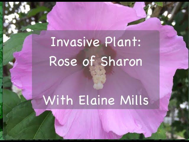 Invasive Plant: Rose of Sharon