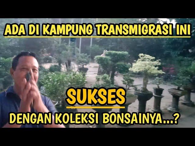 Transmigran sukses penghobi bonsai di kampung transmigrasi sumatera