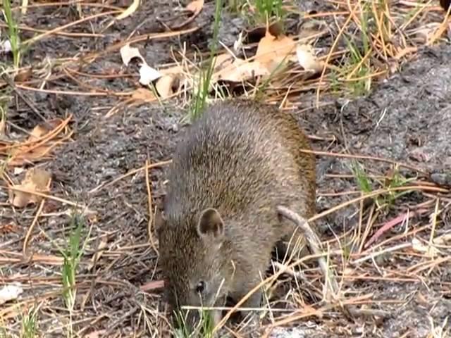 Southern Brown Bandicoot, friendly & cute