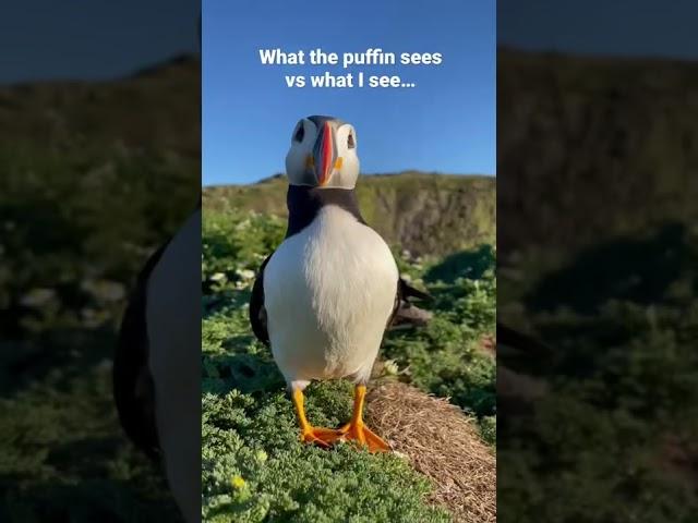 Puffin Encounter #shorts #wildlife